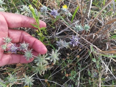 Eryngium diffusum