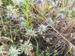 Eryngium diffusum