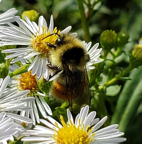 Tricolored Bumble Bee