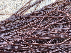 Gracilariopsis