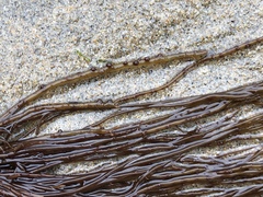 Gracilariopsis