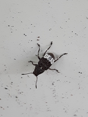 Eurymycter fasciatus
