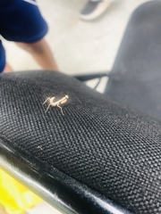 Mantidae