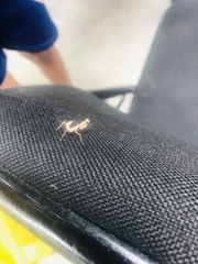 Mantidae