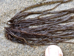 Gracilariopsis