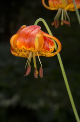 Lilium pardalinum shastense