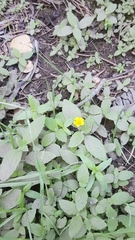 Erythranthe moschata