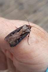 Agrotis volubilis