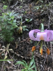 Lilium kelloggii