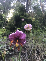 Lilium kelloggii