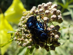 Chrysochus cobaltinus