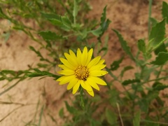 Xanthisma texanum texanum