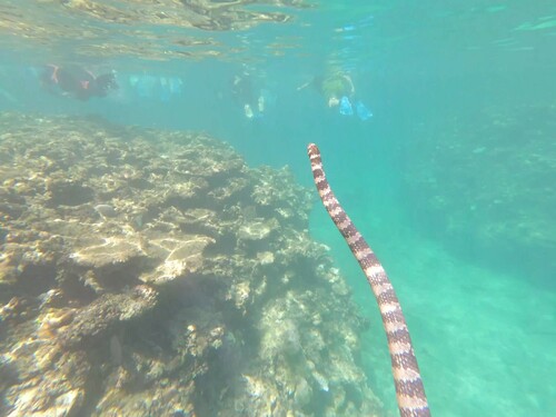 Ijima's Turtle-headed Sea Snake