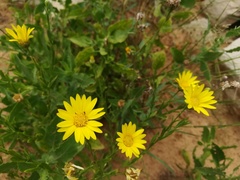 Xanthisma texanum texanum