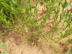 Xanthisma texanum texanum