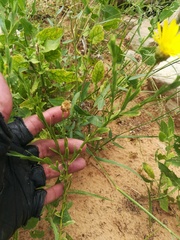 Xanthisma texanum texanum