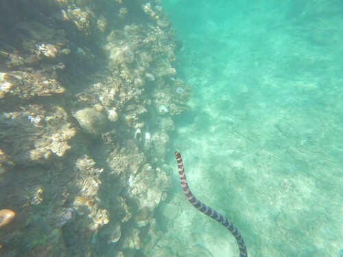 Ijima's Turtle-headed Sea Snake