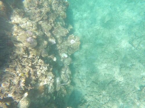 Ijima's Turtle-headed Sea Snake