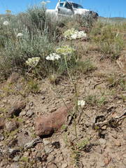 Perideridia bolanderi