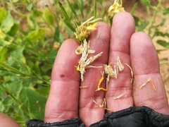 Xanthisma texanum texanum