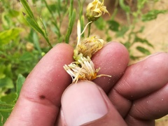 Xanthisma texanum texanum