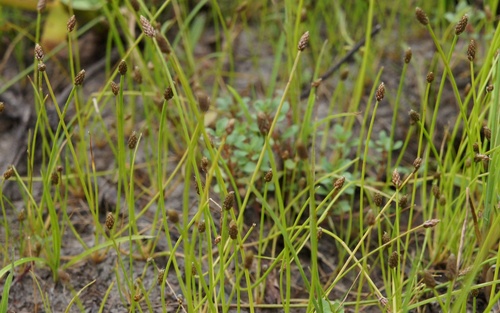 Eleocharis ovata iNat (1)