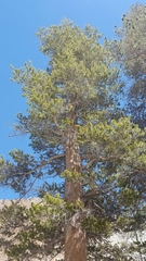 Pinus contorta murrayana