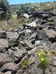 Perideridia bolanderi