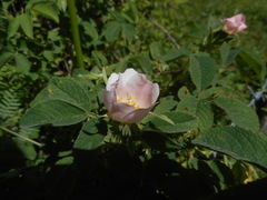 Rosa tomentosa