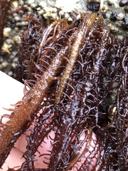 Cumagloia andersonii