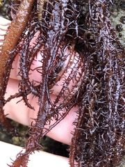 Cumagloia andersonii
