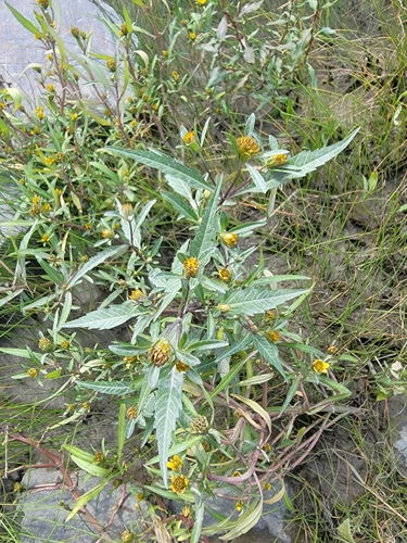Image of Bidens eatonii by (c) simonpesant, some rights reserved (CC BY)