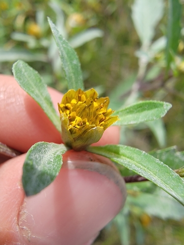 Image of Bidens eatonii by (c) simonpesant, some rights reserved (CC BY)