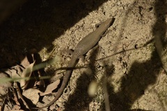 Algyroides fitzingeri