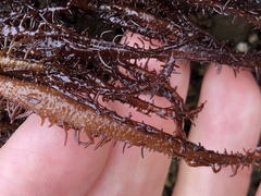 Cumagloia andersonii