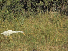 Ardea intermedia brachyrhyncha