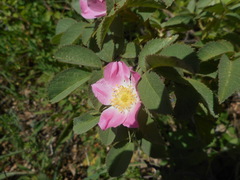 Rosa tomentosa