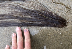 Gracilariopsis