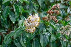 Miconia crocea