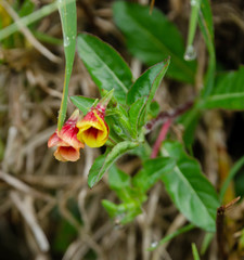 Oenothera epilobiifolia