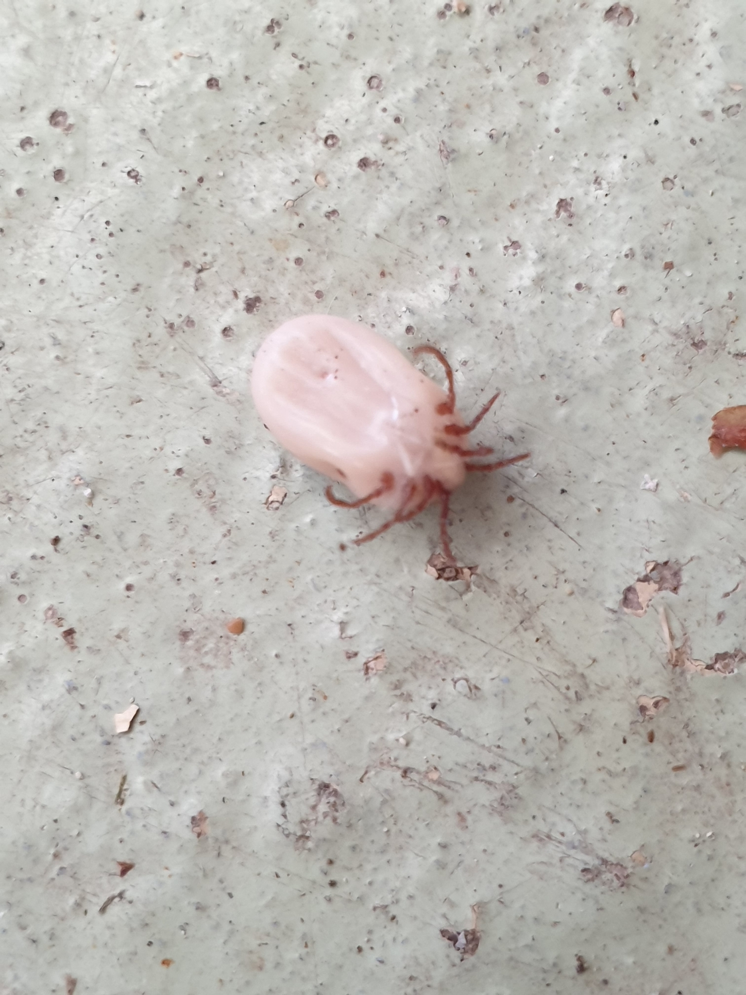 european dog tick, hedgehog tick, igelzecke