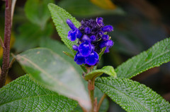 Salvia corrugata