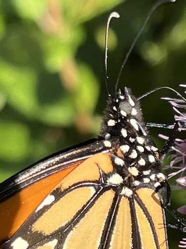 Monarch photographed in Maine