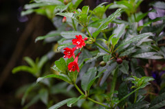 Fuchsia