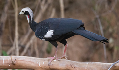 Red-Throated Piping-Guan photo 2