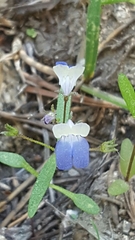 Collinsia
