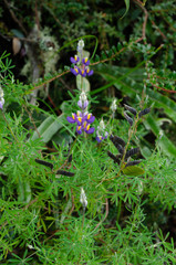 Lupinus mutabilis
