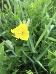 Oenothera pilosella