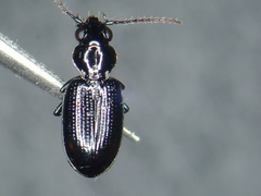 Bembidion minimum