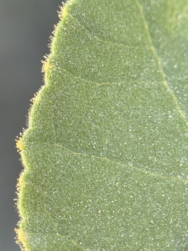 Image of Abutilon berlandieri by (c) Chet Burrier, some rights reserved (CC BY)